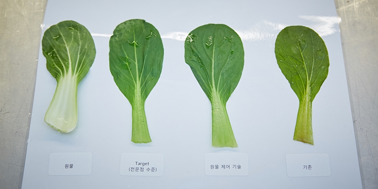 채소 본연의 색깔도 그대로 살린 '원물 제어 기술'