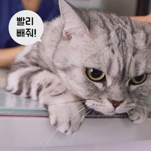 CJ ENM 다이아 티비, ‘유튜브 구독자 50만명 이상 보유’ 창작자 100개 팀 돌파