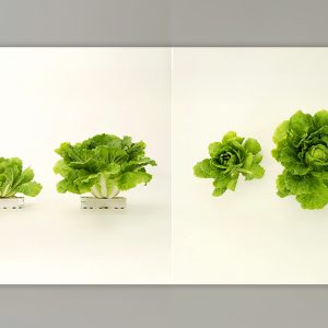 “여름철 폭염에도 활짝” CJ제일제당, 국내 최초 저고도에서 잘 자라는 고온적응성 배추 ‘그린로즈’ 개발