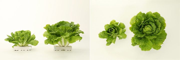“여름철 폭염에도 활짝” CJ제일제당, 국내 최초 저고도에서 잘 자라는 고온적응성 배추 ‘그린로즈’ 개발