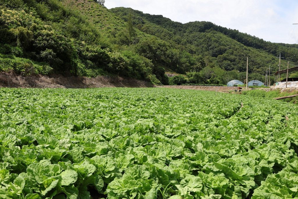 충북 괴산군에 위치한 CJ제일제당 '그린로즈' 시범 재배지 전경