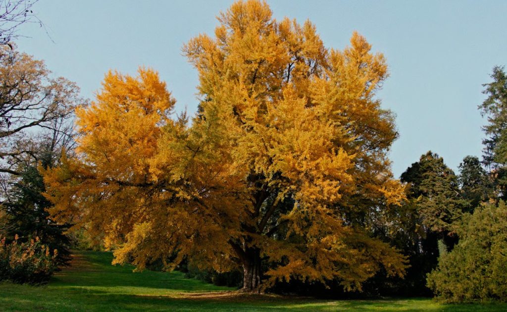 시간이 흘러 노랗게 변한 단풍나무